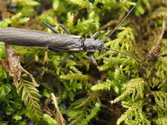 Austroperla cyrene