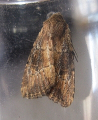 Anhimella contrahens