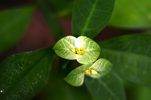 Euphorbia pteroneura, photograph 1