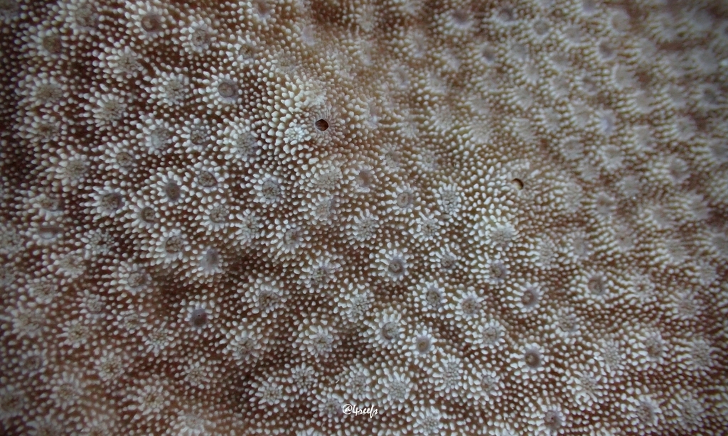 Astreopora listeri