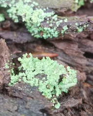 Parmeliopsis ambigua