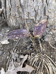 Trillium recurvatum