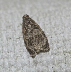 Metrioglypha phyllodes