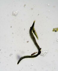 Schistidium agassizii