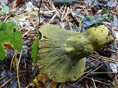 Hypomyces luteovirens