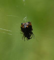 Micrathena saccata
