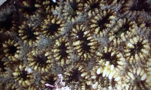 Dipsastraea matthaii observed 2022-05-28