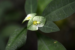 (c) Neptalí Ramírez Marcial, some rights reserved (CC BY) Euphorbia pteroneura, photograph (c) Neptalí Ramírez Marcial, some rights reserved (CC BY)