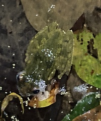 Osteopilus vastus