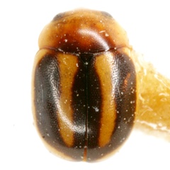 Hyperaspidius vittigerus