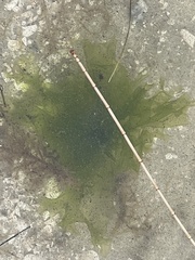 Ulva