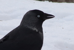 Corvus monedula