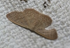 Idaea