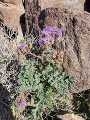 Phacelia pedicellata