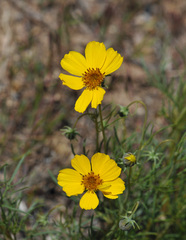 Thelesperma subnudum