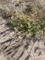 Gomphrena celosioides