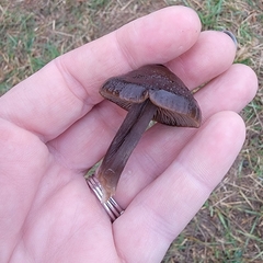 Entoloma sericeum