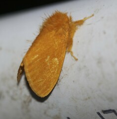 Euproctis crocea