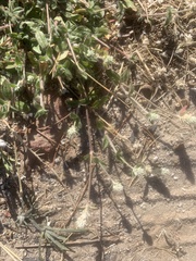 Gomphrena celosioides