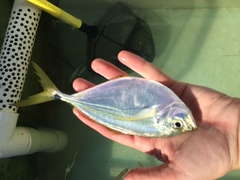 Chloroscombrus chrysurus