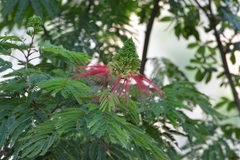 Calliandra houstoniana calothyrsus