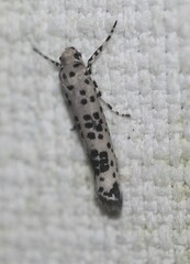 Yponomeuta pustulellus