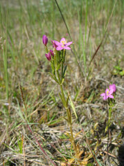 Centaurium littorale