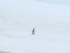 Pygoscelis antarcticus