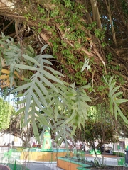 Phlebodium pseudoaureum