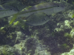 Mulloidichthys martinicus