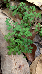 Corydalis