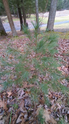 eastern white pine