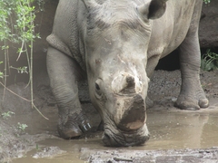 Rhinocerotidae