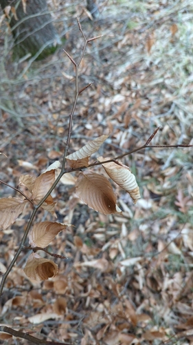 American Beech