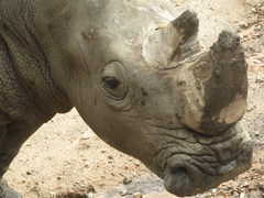 Rhinocerotidae