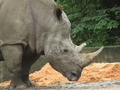 Rhinocerotidae