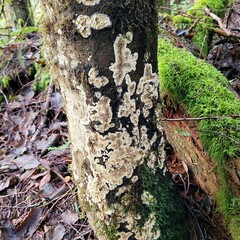 Coniophora puteana
