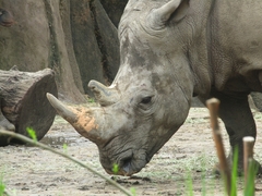 Rhinocerotidae