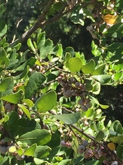 Azara integrifolia