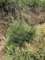 Casuarina cunninghamiana