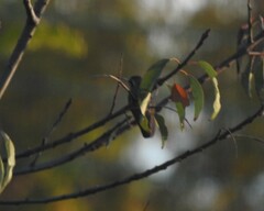 Lampornis clemenciae