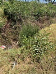 Casuarina cunninghamiana