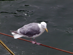 Larus glaucescens
