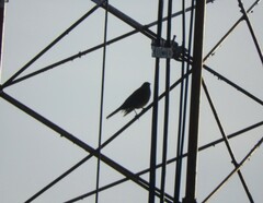 Turdus rufopalliatus