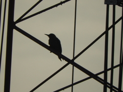 Melanerpes aurifrons
