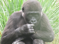 Gorilla
