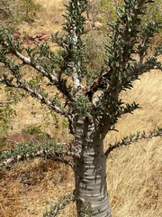 Image of Pachypodium lealii