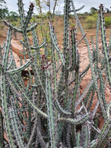 Euphorbia malevola