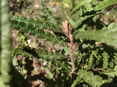 Cryptocephalus notatus