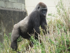 Gorilla